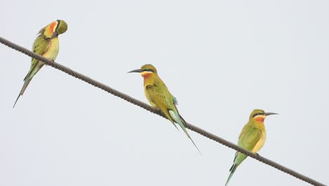 bee-eater birds relaxing and waiting for food