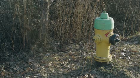 fire hydrant in nature setting of salmon arm british columbia