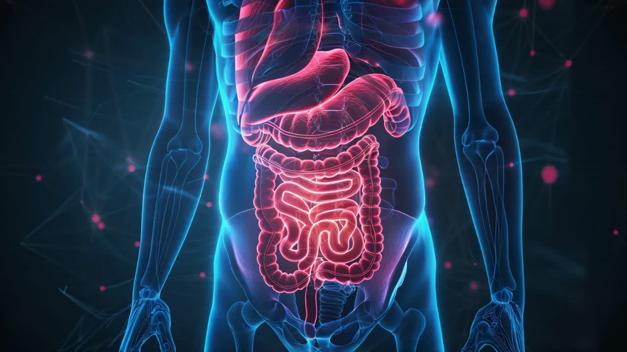 Human Digestive System Anatomy Visualization