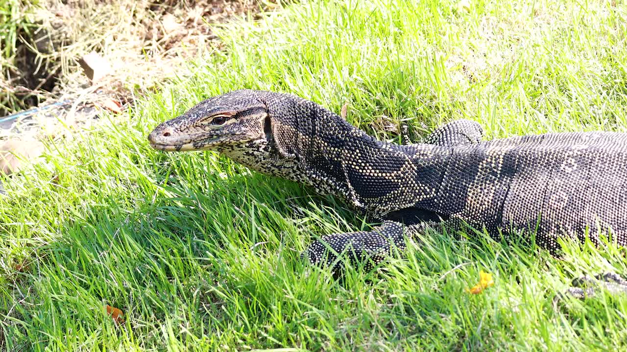 모니터 도마이 잔디을 가로질러 이동합니다.