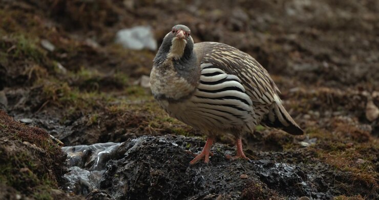 Circuito dell'Annapurna, Manang, Nepal. Tetraogalli tibetani (Tetraogallus tibetanus) che camminano su un pendio di scisto friabile e terra mentre cercano cibo in un terreno ad alta quota.