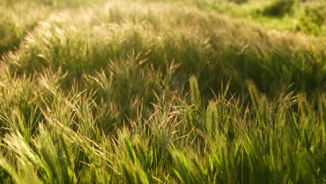 green weeds waves in the slight breeze under sunset lights in two time slow motion