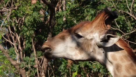 vista de perfil de las especies animales más altas del mundo, una jirafa herbívora salvaje comiendo y masticando hojas sin ser perturbadas con un fondo natural de bosque