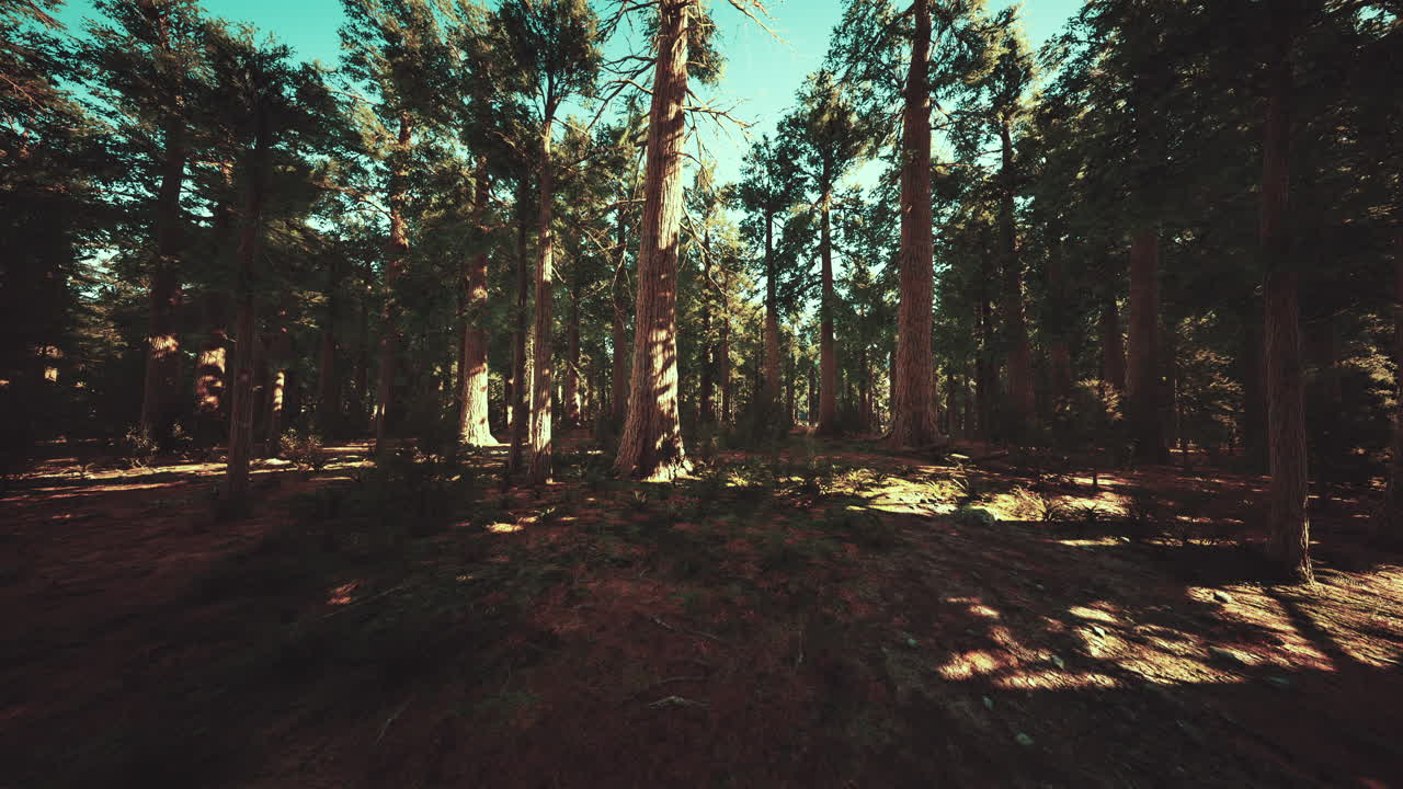 escala de las secuoyas gigantes del parque nacional de secuoyas