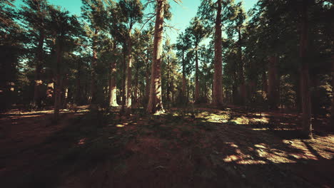Escala-De-Las-Secuoyas-Gigantes-Del-Parque-Nacional-Sequoia