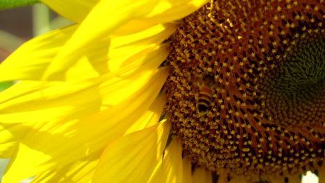 un primer plano de una abeja polinizando el girasol en verano.