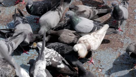 hungry flock of pigeons feeding in the street.