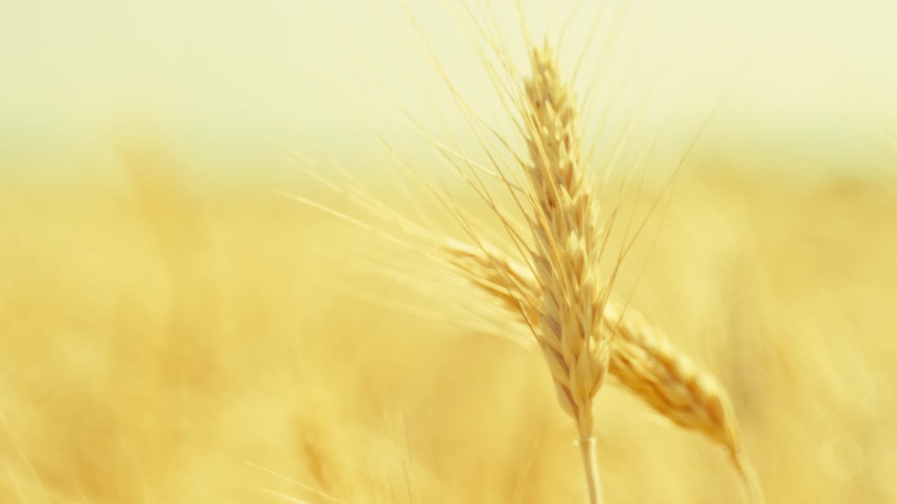 Golden wheat ears swaying in warm sunlight, symbolizing harvest, nature's abundance, and the serenity of a summer field at sunset. Close-up with beautiful soft focus. Cinematic.