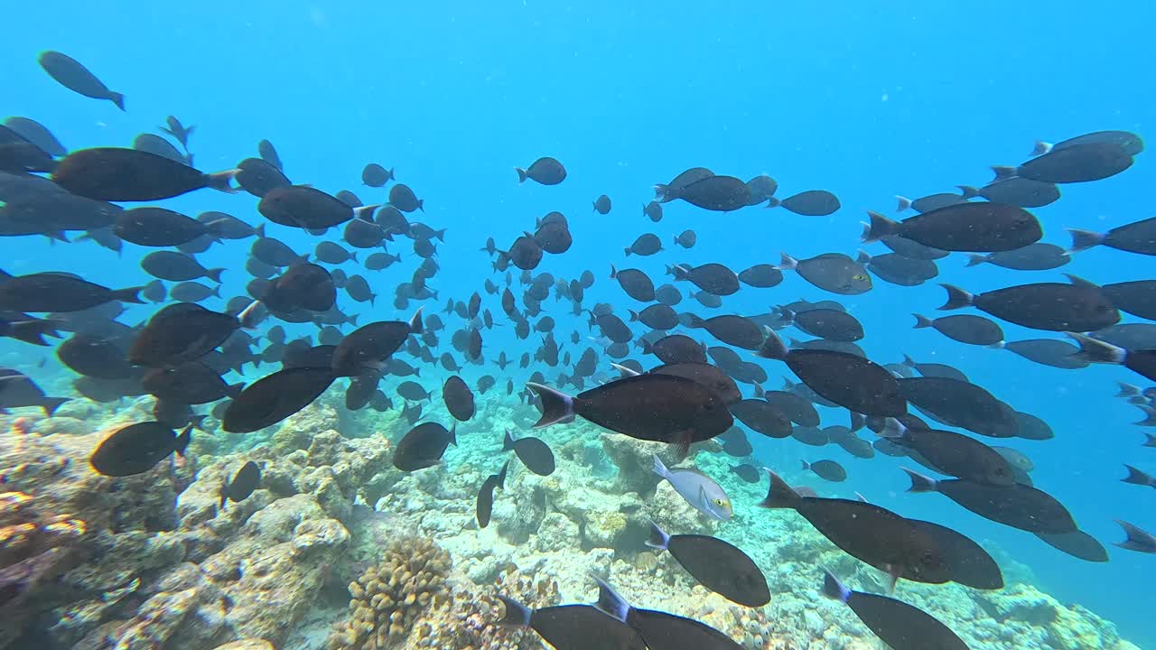 Barriera corallina delle Maldive sott'acqua con banco di pesci tropicali, snorkeling.