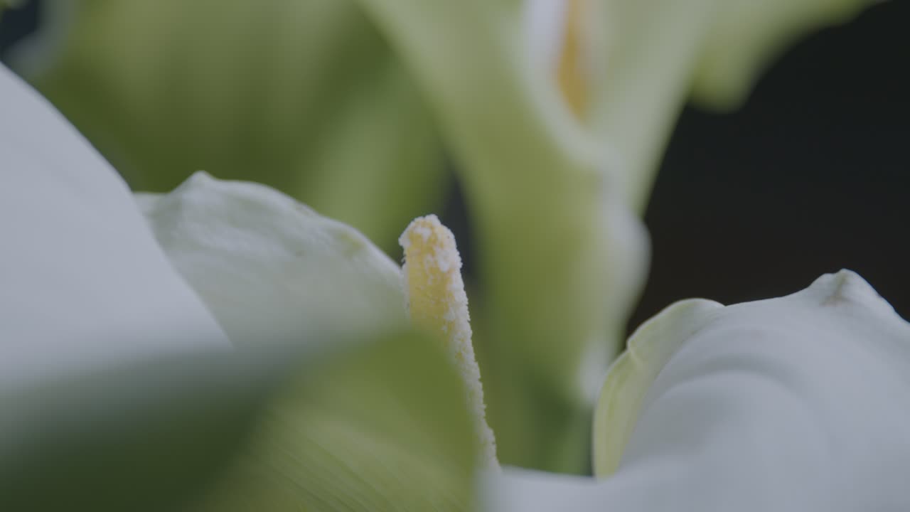 An elegant and cinematic macro shot of a white calla lily. This ungraded LOG footage is perfect for color grading for weddings, funerals, or luxury beauty content