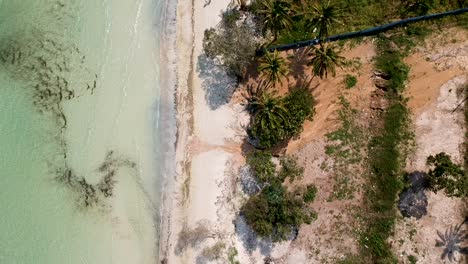 Antena-De-Arriba-Hacia-Abajo-Del-Hombre-Caminando-En-La-Playa-De-Arena-Blanca-Bordeada-De-Palmeras