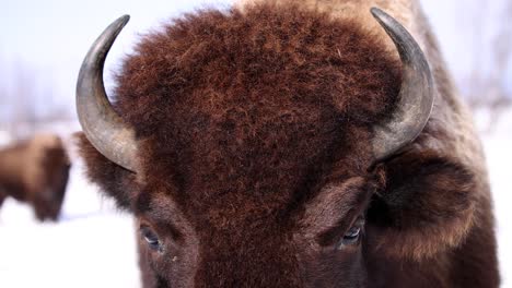 bison closeup portrait fur moving in winter wind slomo