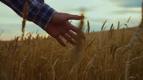 farmer's hand touches wheat field at sunset