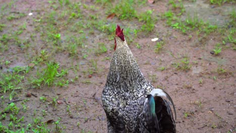 Huhn-Wartet-Auf-Essen,-Nahaufnahme-Von-Hinten