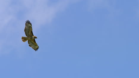 Rotschwanzbussard-Fliegt-Vor-Den-Wolken-Und-Dem-Blauen-Himmel-In-Malibu,-Kalifornien