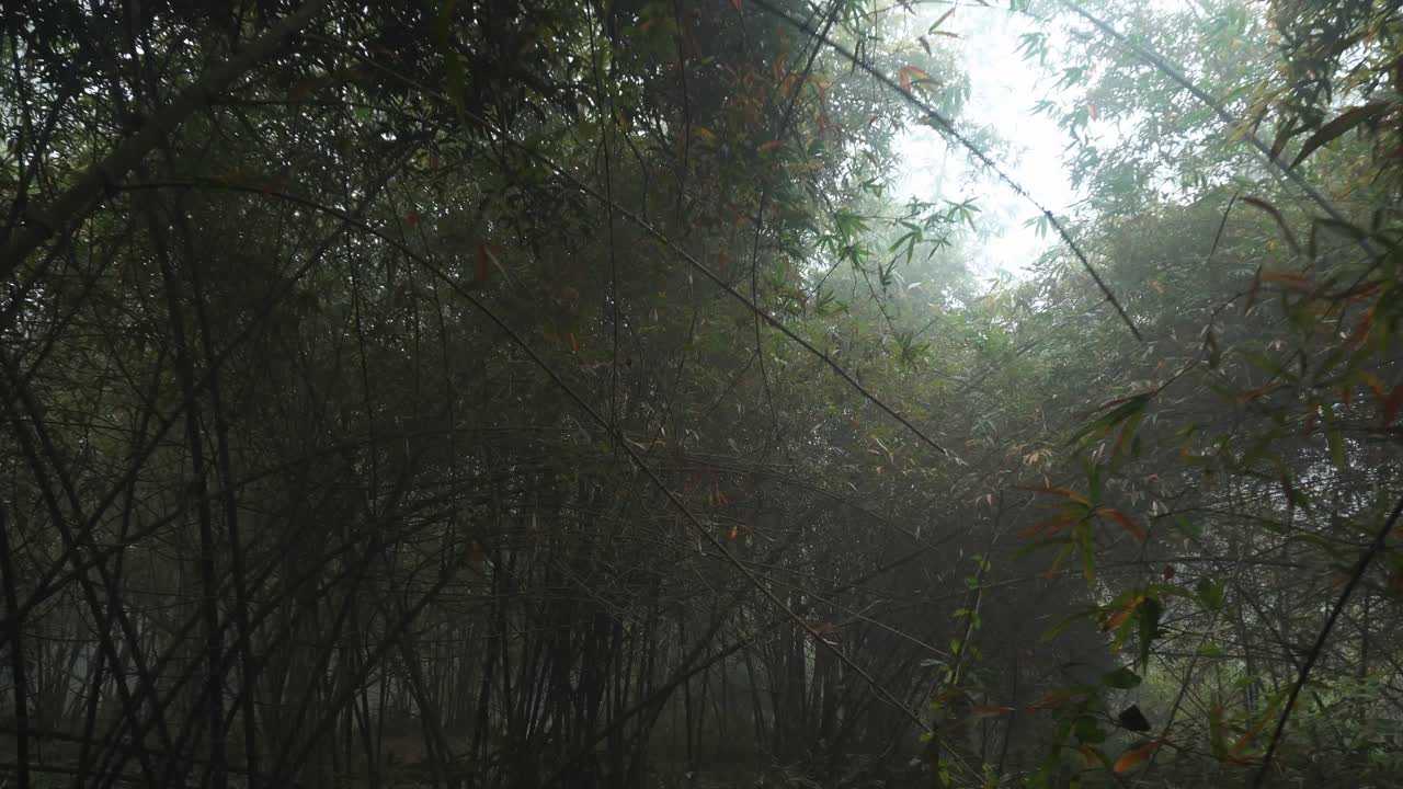 안개 사이로 아침의 달콤한 빛이 깊은 숲의 나무들을 깨웠어