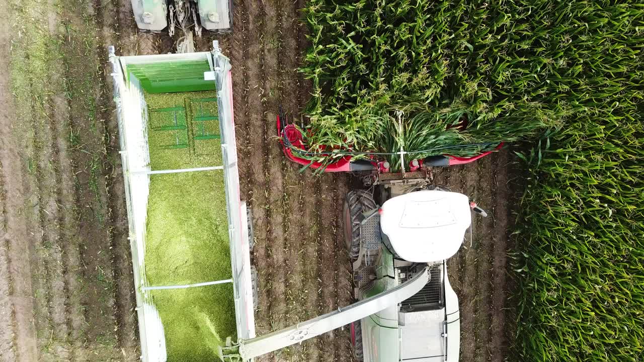 drone siguiendo una máquina cosechadora en el campo de maíz