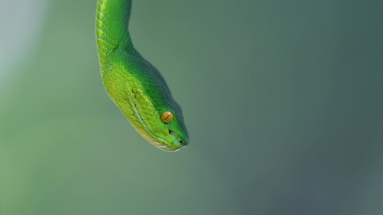 La vipera delle fosse dalle labbra bianche è una vipera velenosa endemica del Sud-est asiatico e si trova spesso di notte in attesa su un ramo o un fusto d'albero vicino a uno specchio d'acqua con abbondanza di prede.