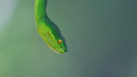 La-Víbora-De-Labios-Blancos-Es-Una-Víbora-Venenosa-Endémica-Del-Sudeste-Asiático-Y-A-Menudo-Se-Encuentra-Durante-La-Noche-Esperando-En-Una-Rama-O-Rama-De-Un-árbol-Cerca-De-Un-Cuerpo-De-Agua-Con-Muchos-Alimentos