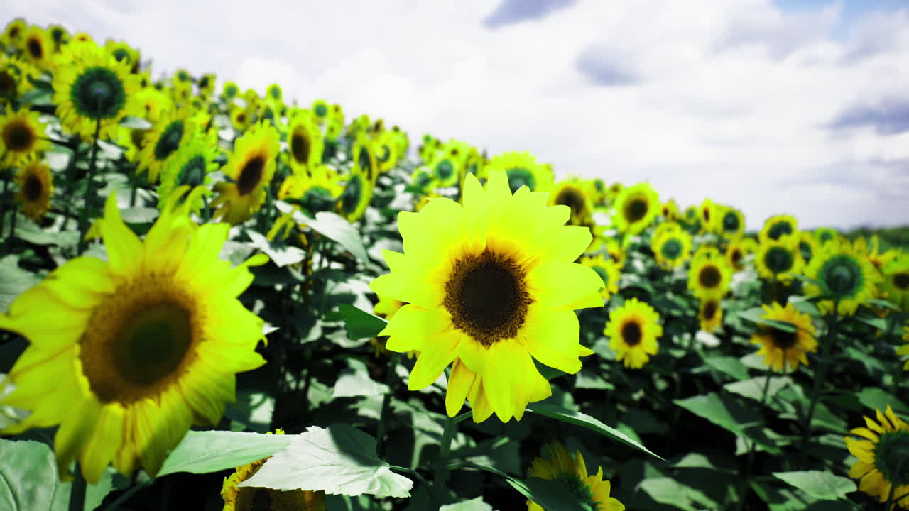 Sunflower field in full bloom during a sunny day in the countryside