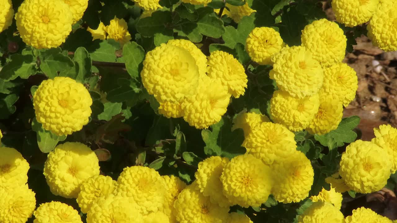 Small chrysanthemums