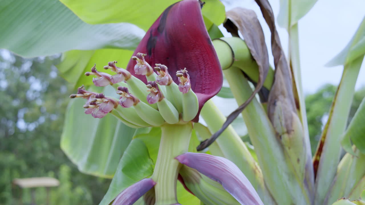 A close-up view of a banana plant flower showcasing vibrant colors in a natural setting