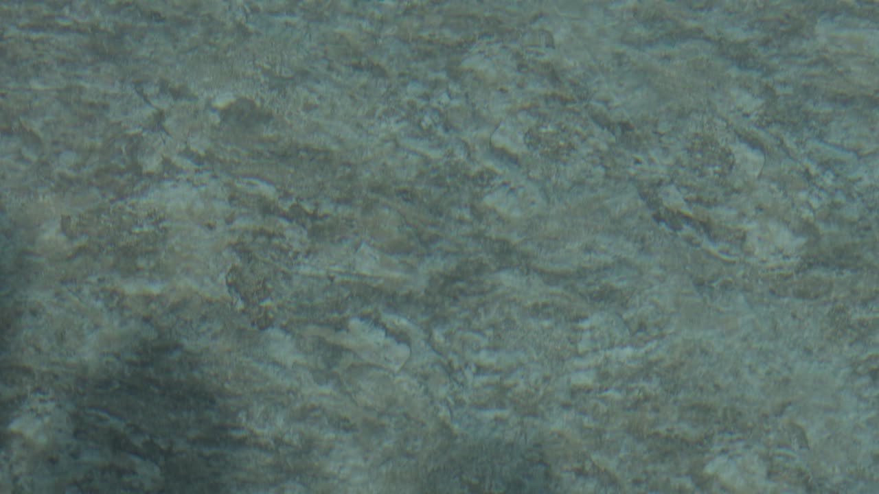 Many small fish moving together over sandy seabed