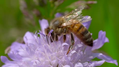 Wild-bee-working-and-pollinating-pollen-in-flower,macro