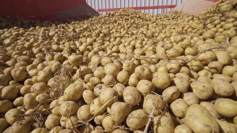 potatoes moving on conveyor.