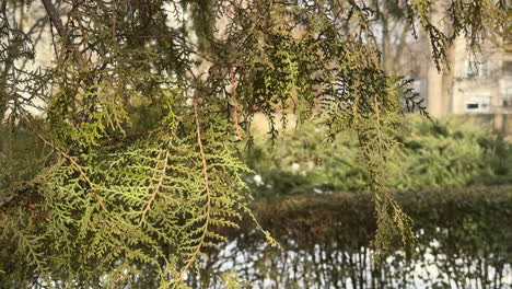 close-up of evergreen tree branches with urban background