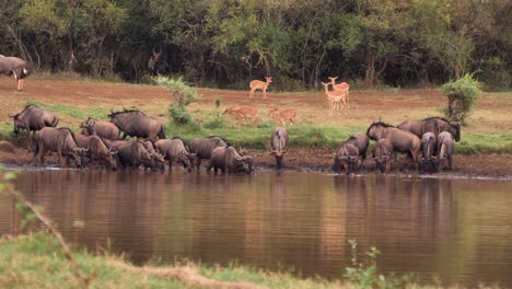 wildebeest stand on muddy shore drinking from african watering hole