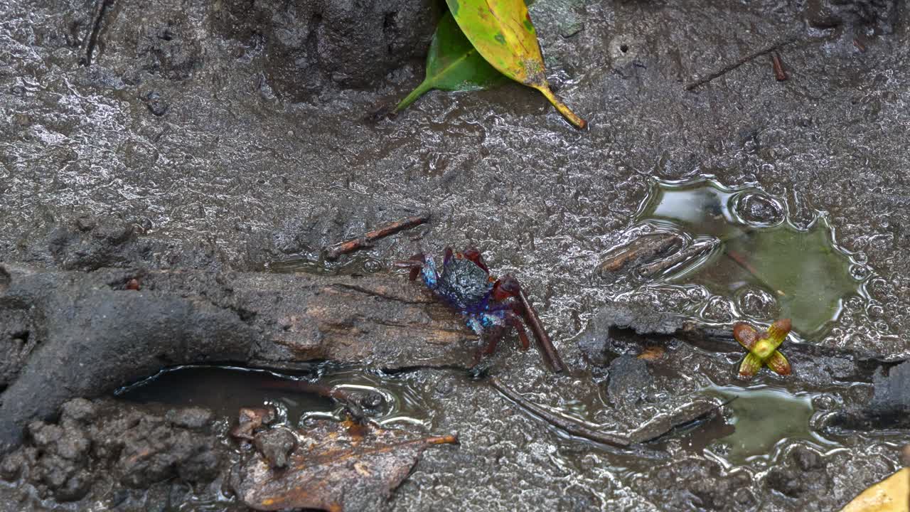 Close-up of a Small Blue Crab in Mangrove Mud