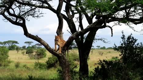 Female-lion-standing-exhausted-on-Acacia-tree-in-Ikoma-Natural-Reserve-in-rainy-season