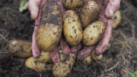 youthful hands enter frame holding organic potatoes