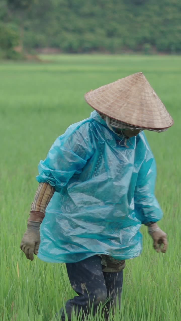 Woman working in a rice paddy field