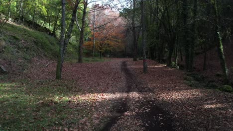 camino en el bosque de otoño. fondo de la naturaleza