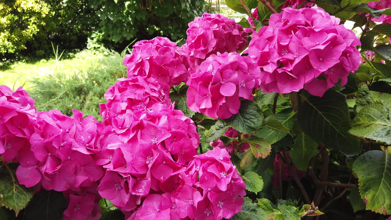 Un gruppo di splendide infiorescenze di ortensia in un giardino inglese