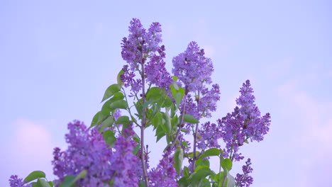 arbusto con lila floreciente sobre un fondo de cielo azul