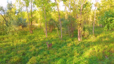 two alert doe moving through the forest from drone view