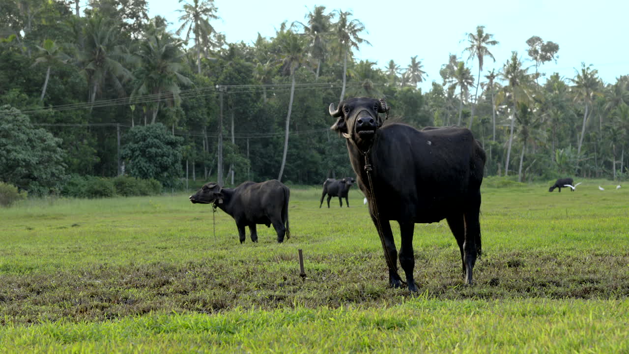 búfalo indio pastando en el campo de arroz y tierra húmeda con hierba