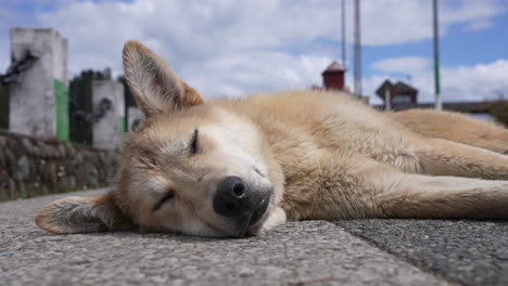 dog sleeping on street, close up