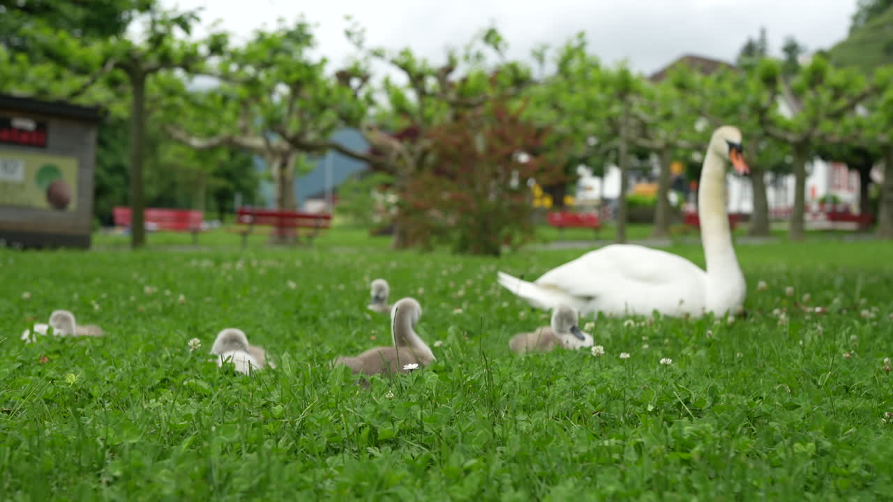 Swan and baby cygnets resting on green grass in Swiss town park Walensee, cute summer wildlife view