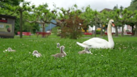 swan and baby cygnets resting on green grass in swiss town park walensee, cute summer wildlife view