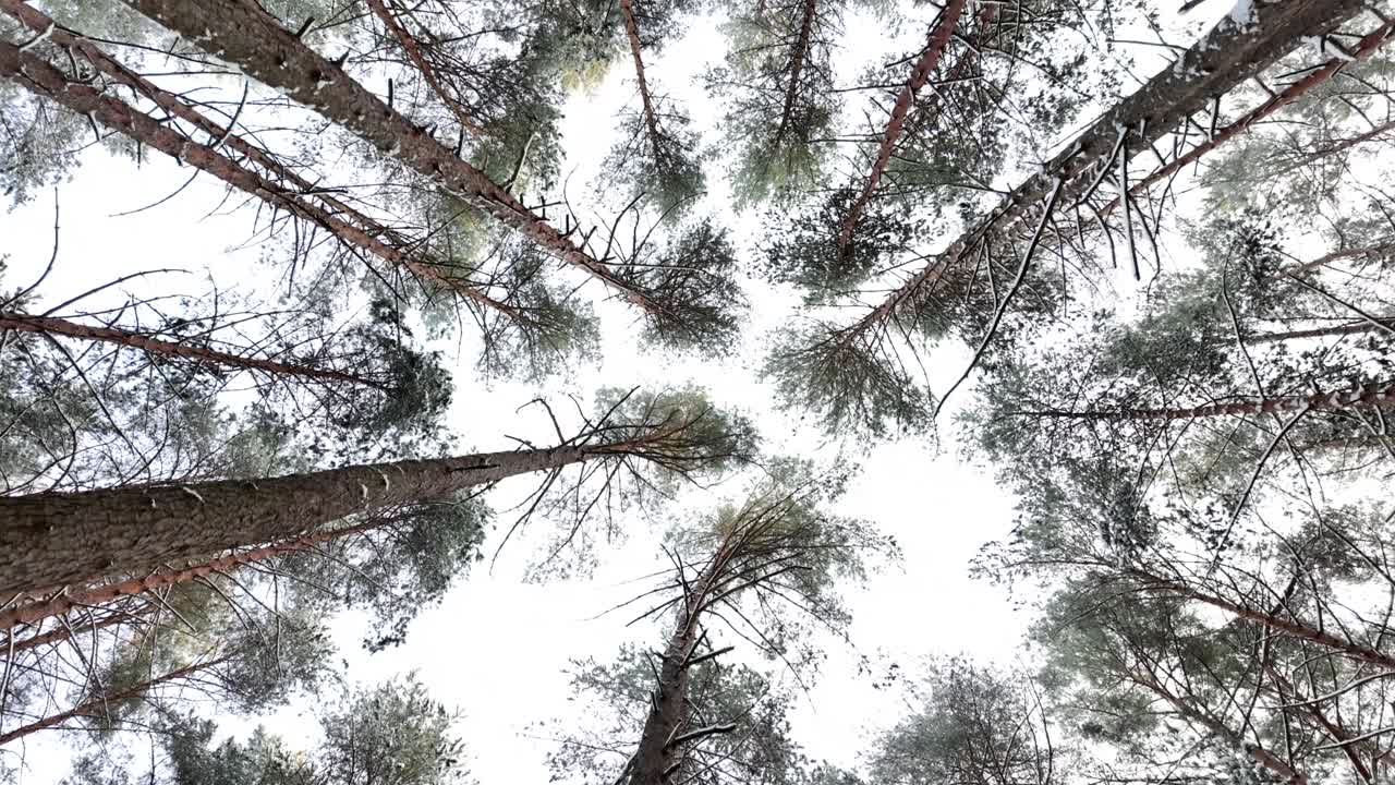 Aerial footage capturing a breathtaking view looking up through tall pine trees in a dense forest. The light filters through the branches creating a serene and natural atmosphere