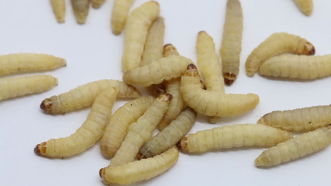 Closeup of Wax Moth larva know as Waxgrubs, on a white background