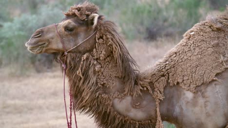 camel eating grass