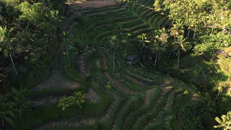 vista a vista de pájaro de los arrozales verdes de ubud, bali - indonesia