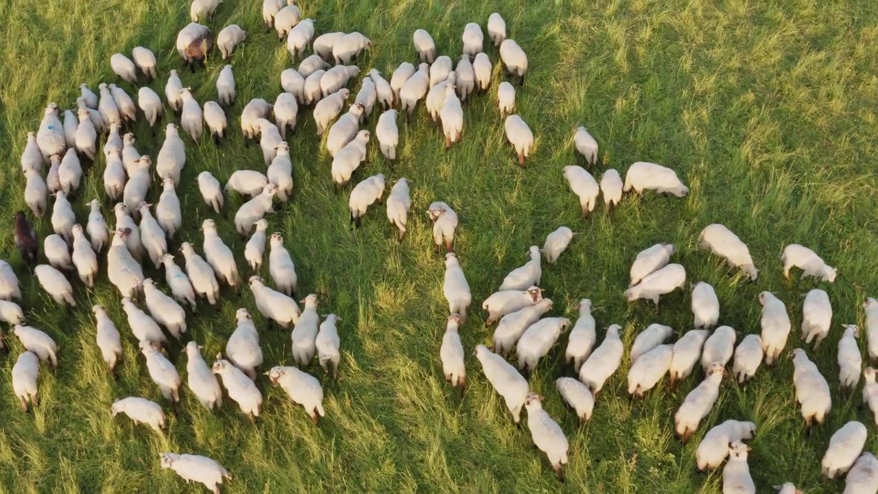 Vista aerea con drone di un grande gregge di pecore bianche che pascolano e si muovono insieme attraverso un lussureggiante pascolo verde