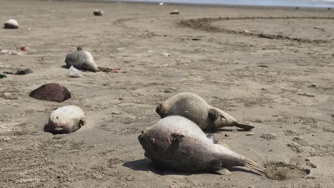 Diversi pesci palla morti giacciono sparsi su una spiaggia sabbiosa, evidenziando problemi ambientali o fenomeni naturali. Adatto per documentari ecologici e sulla vita marina.