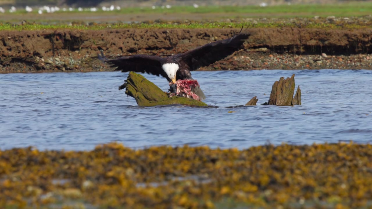 Bald eagle on a log in the middle of a river bringing up it's catch to eat